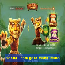 sonhar com gato machucado